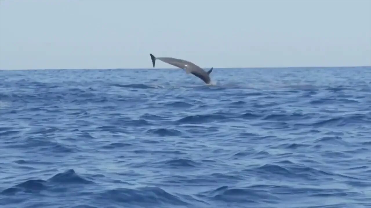 Amazing Wild Dolphins doing Spinner Jumpings - Funny Videos