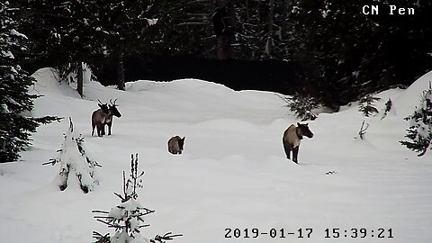 Relocating caribou herds protects animals