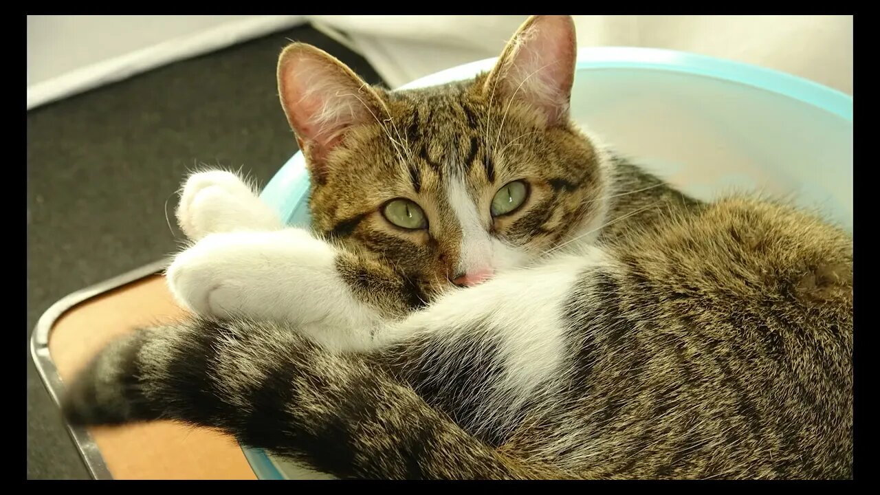 Cat Photography