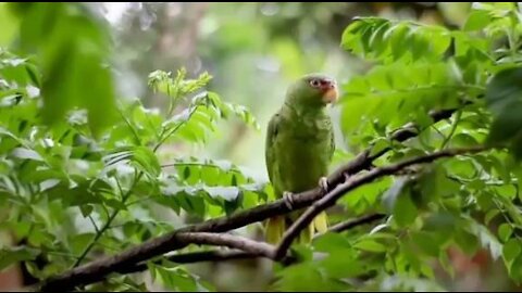 Wild Birds And Beautiful Nature