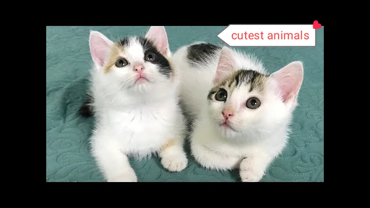 Top 27 Cats Free Stock Videos Footage - Cat Videos