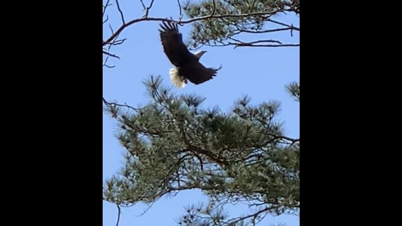 Beautiful, majestic Bald eagles coming into nest