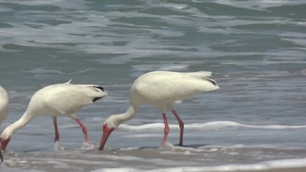 Wonderful ocean beach birds