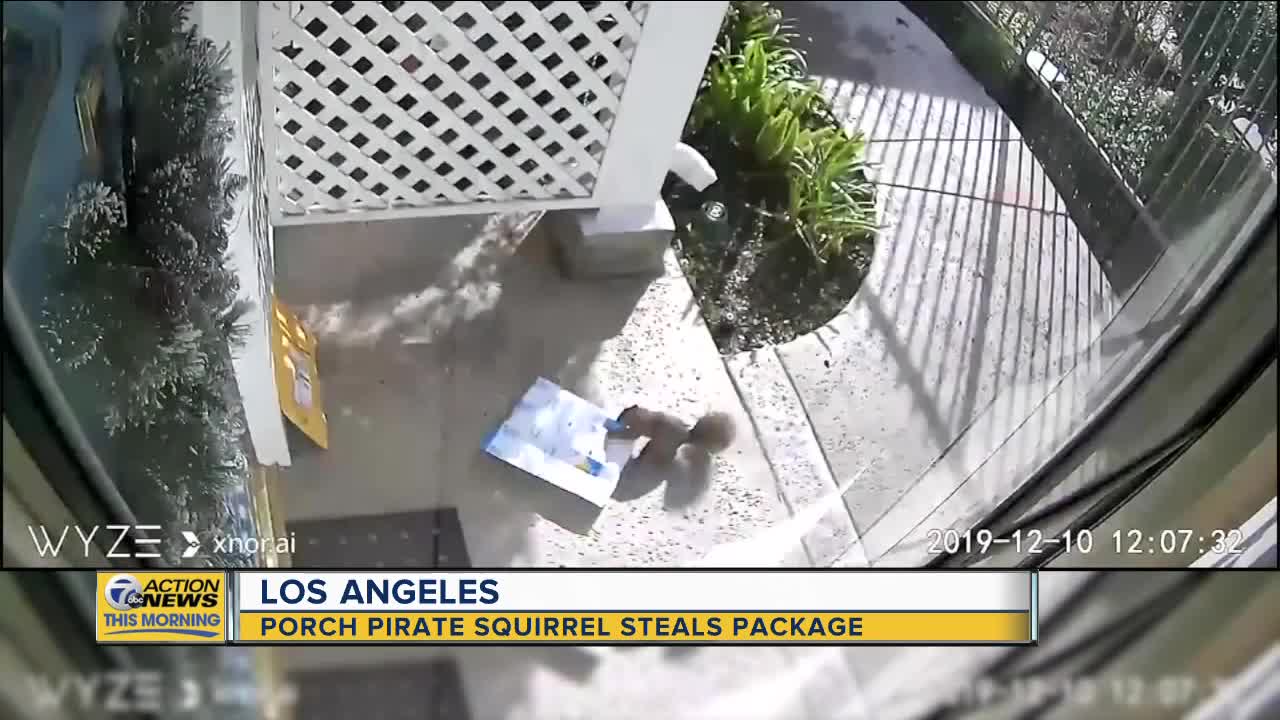 Porch pirate squirrel caught stealing package in Los Angeles