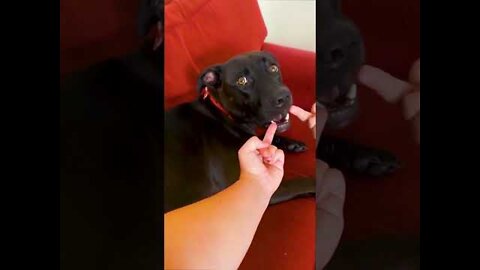 FUNNY ANIMALS | FUNNY CATS | FUNNY DOGS | CUTEST ANIMALS | CUTEST BABY ANIMALS