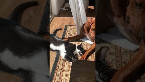 These Two Being The Absolute Cutest
