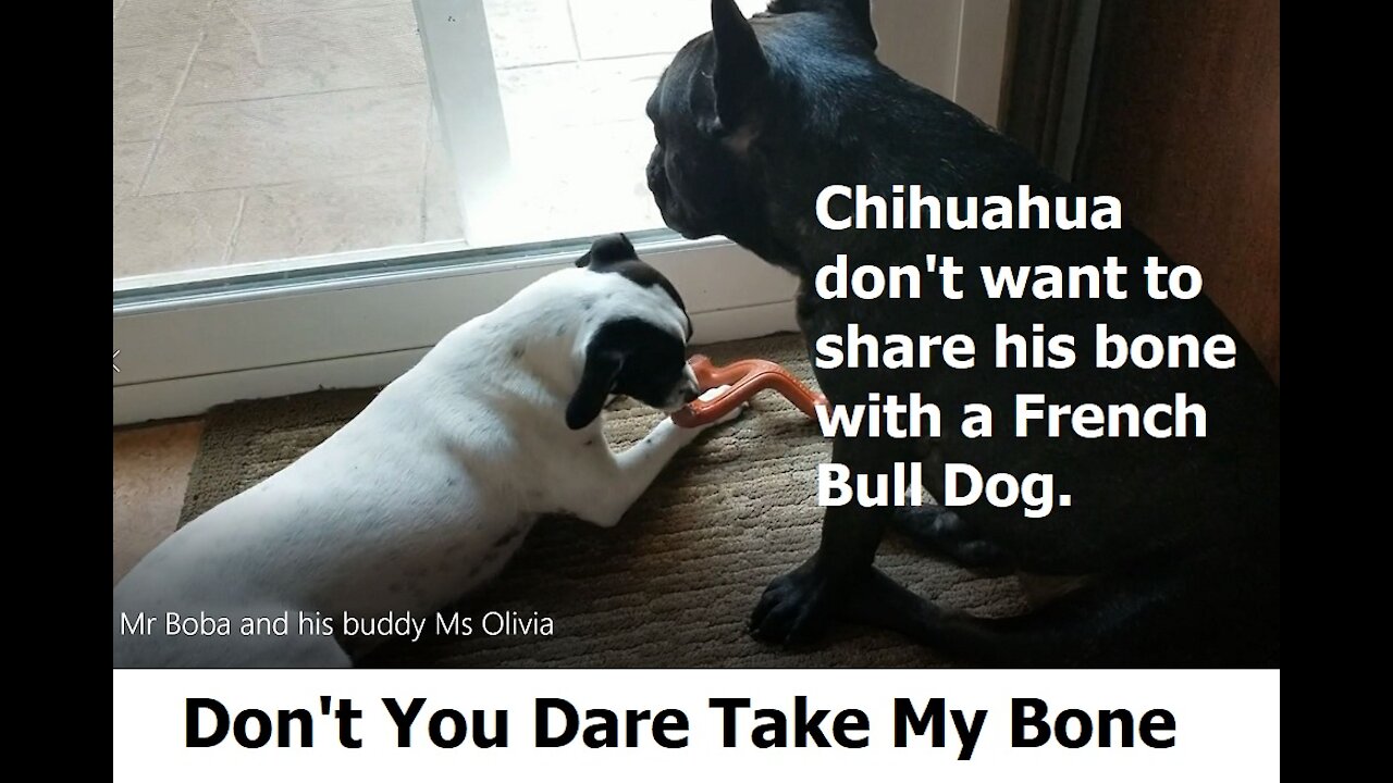 Chihuahua don't want to share his bone with a French Bull Dog