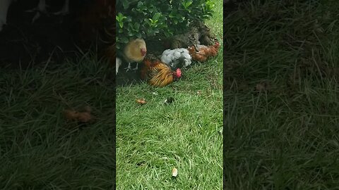 Buddy Taking A Dust Bath #chickens #chickenlife