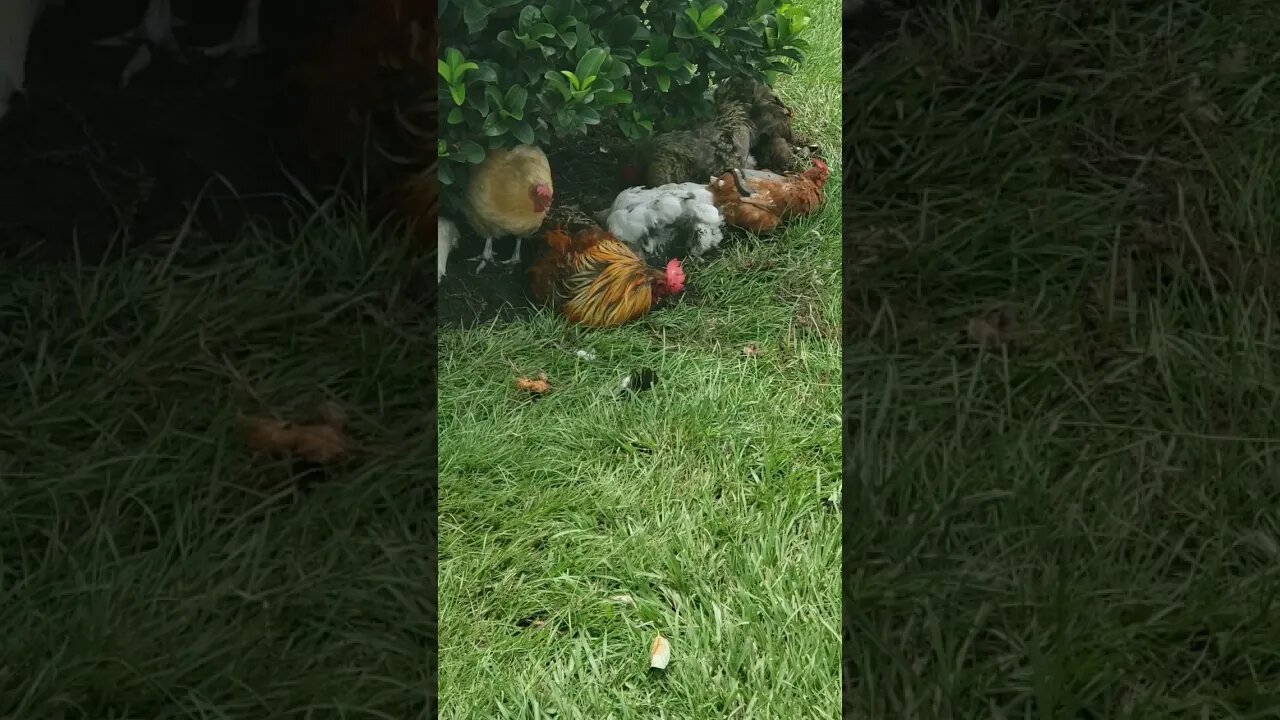 Buddy Taking A Dust Bath #chickens #chickenlife