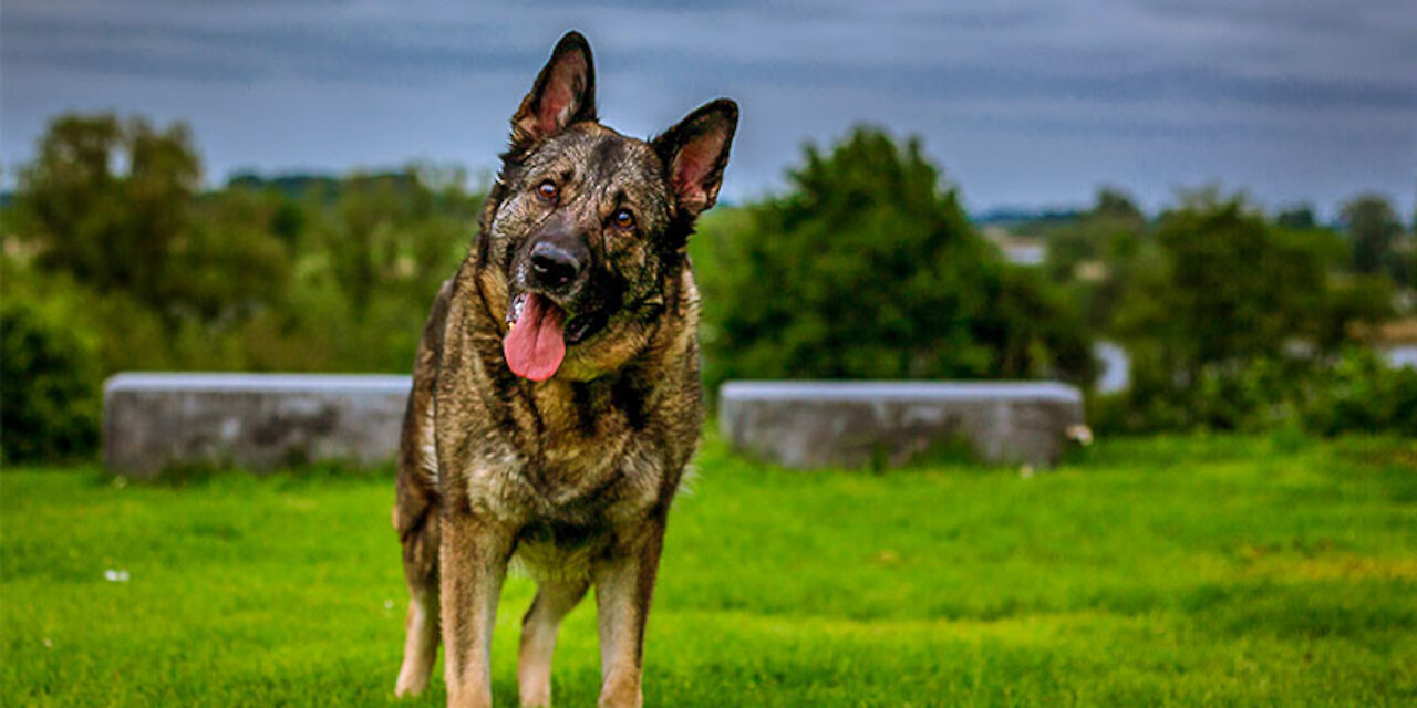 HOW I SAFELY TRAIN MY DOGS COMPLETELY OFF THEIR LEASH!