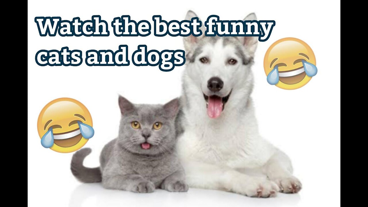 Super cute ♡ The best funny videos of dogs and cats