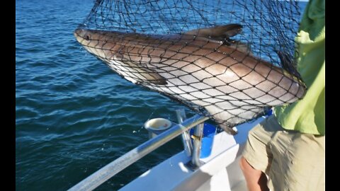 net fishing big fish CATCH