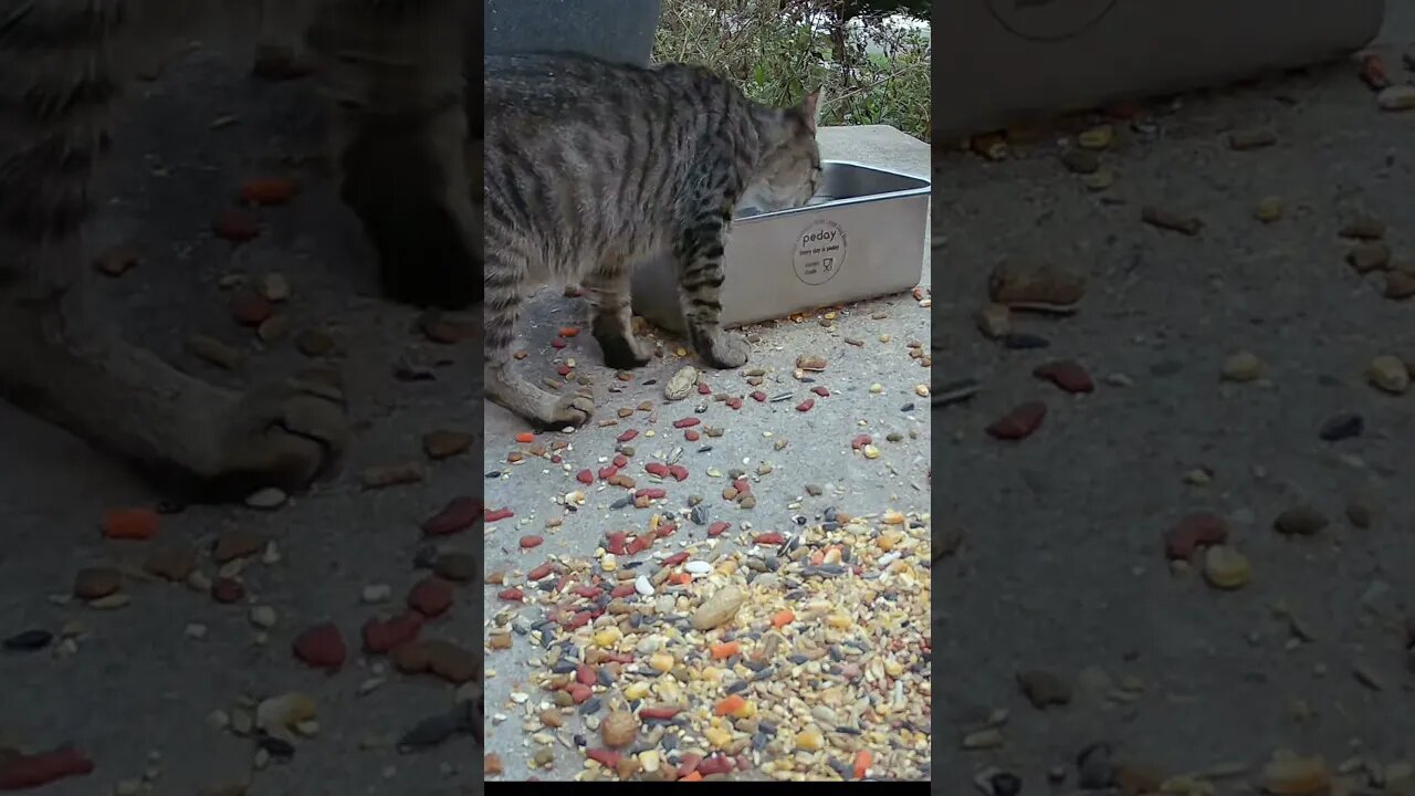 Tabby Cat Is Thirsty! 😻