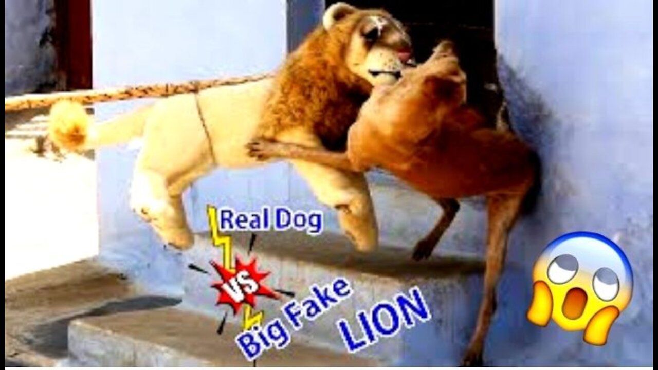 Big Lion Prank Dog Biting Funny dog Reaction Must Watch Can Not Stop Laugh Best Prank Video 2021