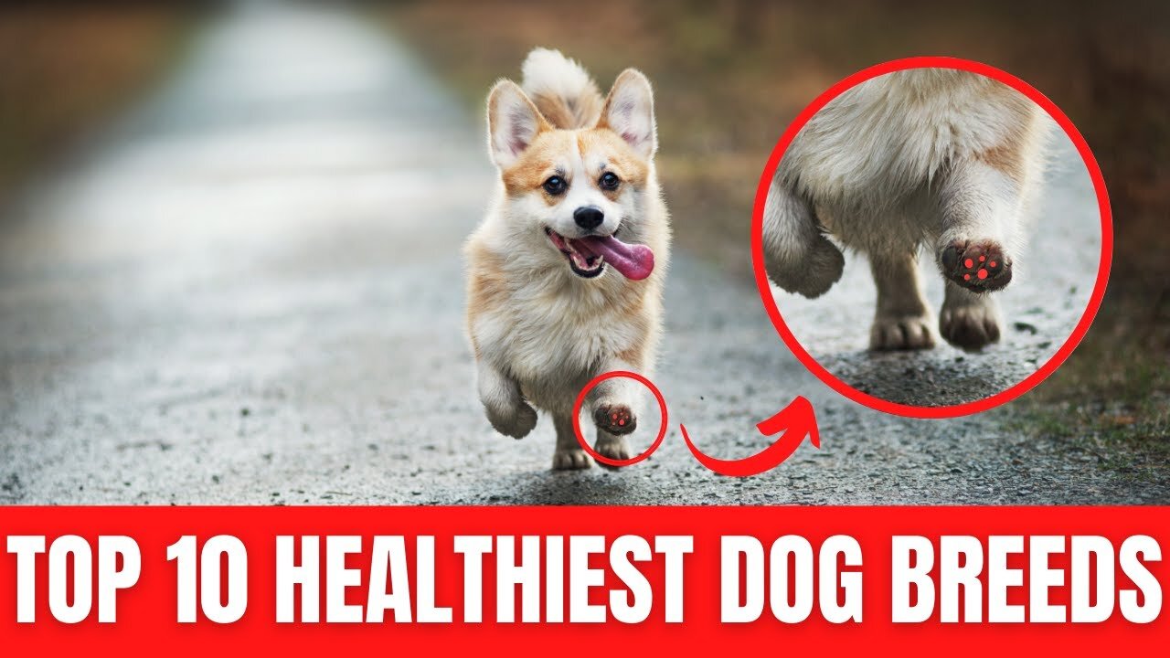 Healthiest Dog Breeds In The World - Top 10 Healthiest Dog Breeds | Dog World