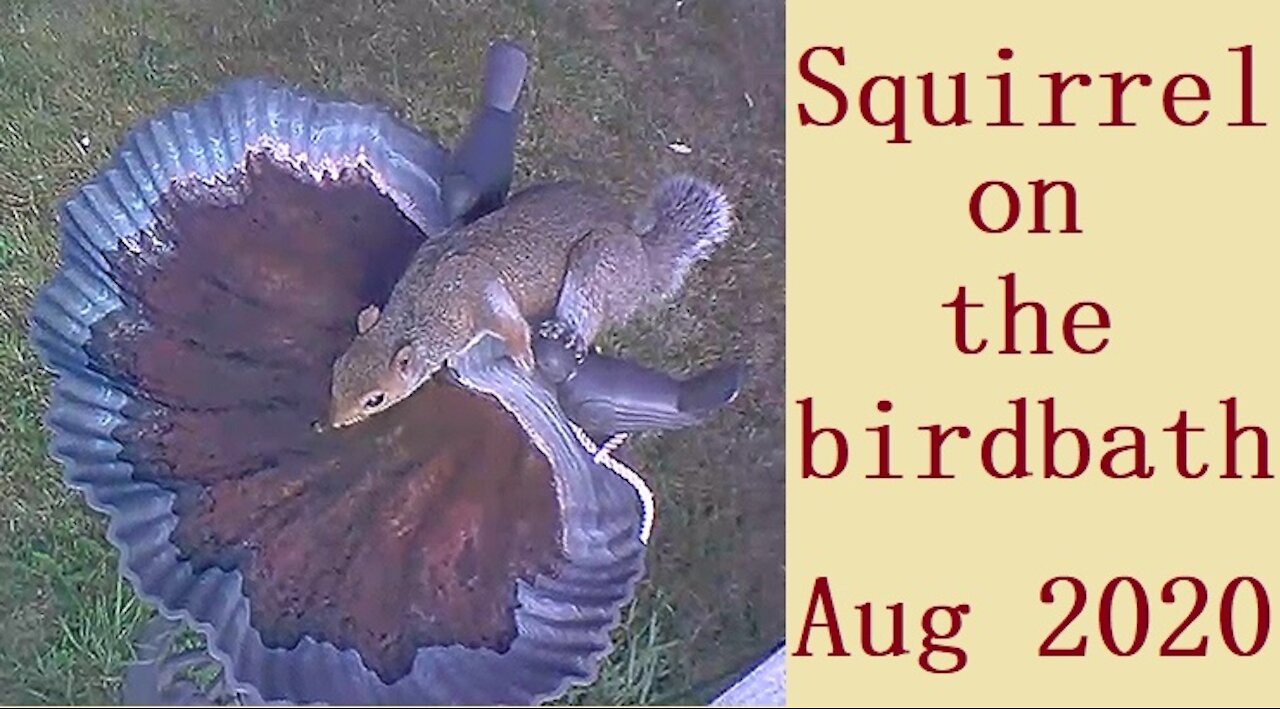 Squirrel on the birdbath in Our Wildlife Oasis - August 2020