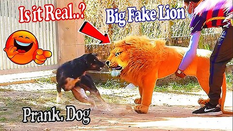 Funny Dog Prank Video With Lion, Box And Tiger | 2024