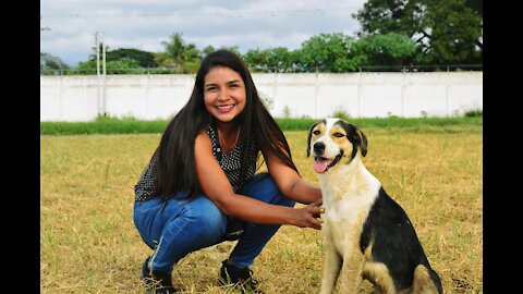 Labrador Puppy Learning and Performing Training Commands | Dog Showing All Training Skills