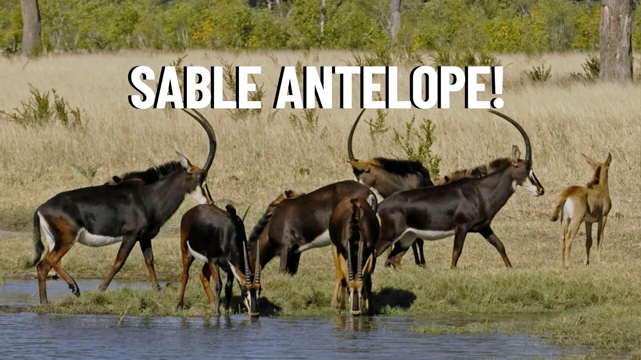 A Rare Look at the Barrel-Chested Sable Antelope!