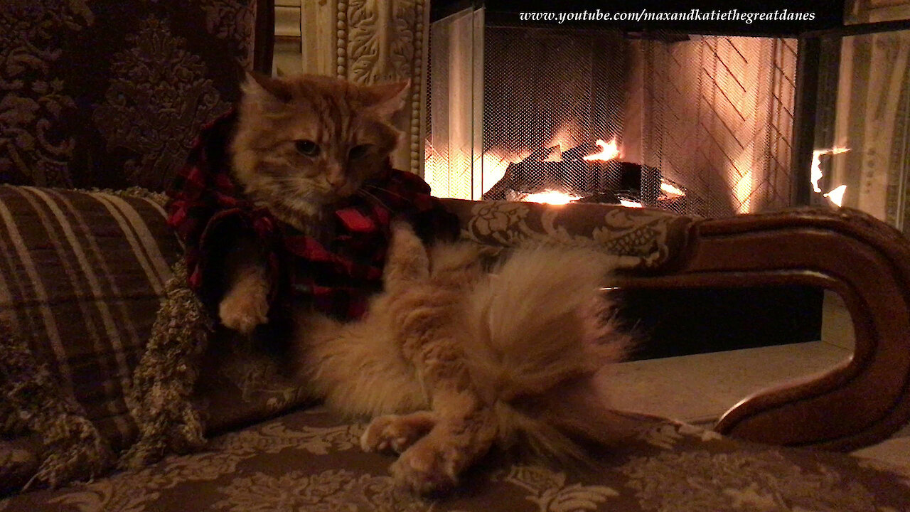 Patient cat poses for picture in Christmas pajamas