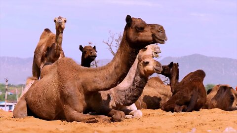 The camel that I rode had a bad temper. 5