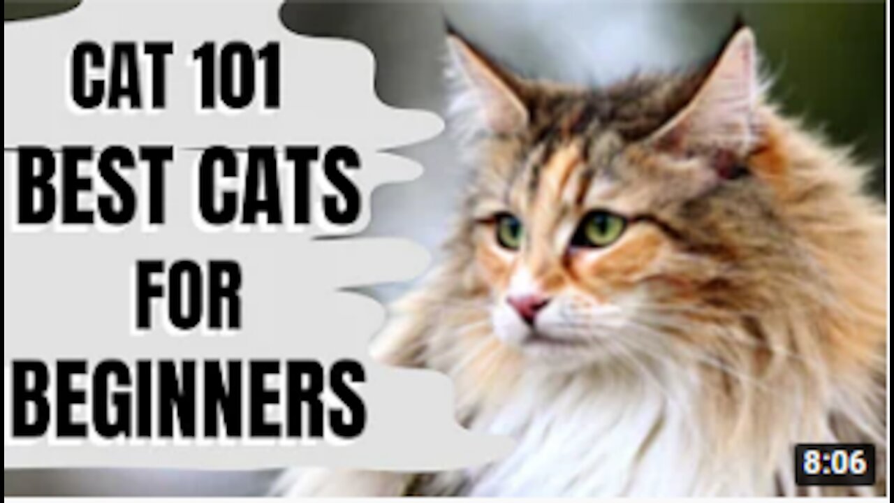 Cats 101: Best Cats For Beginners, Cat Breeds And Basic Tools