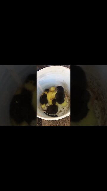 Amazing Birds of Paradise: A Dazzling Display of Beauty