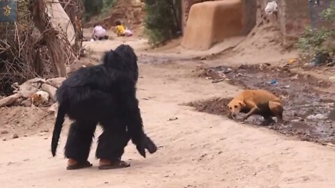 Dog Attack Fake Gorilla Just for Fun- Try Not to laugh