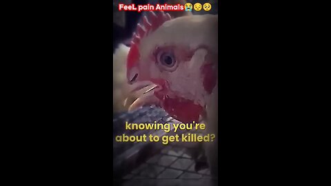 All animals pain 😞😭 please feel pain animals 😭