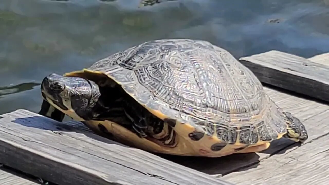 Large Turtle Chillin on Deck