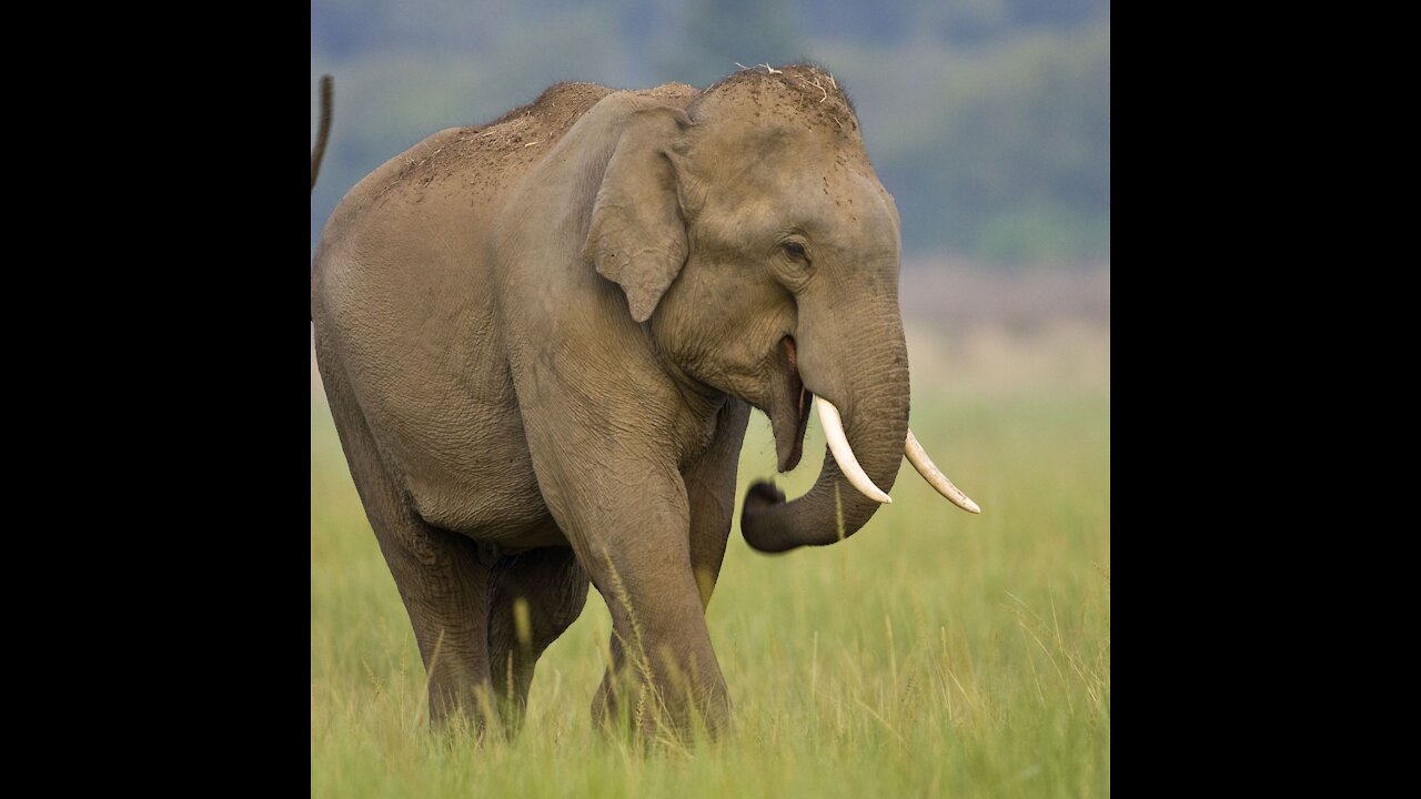 Elephants in Asia