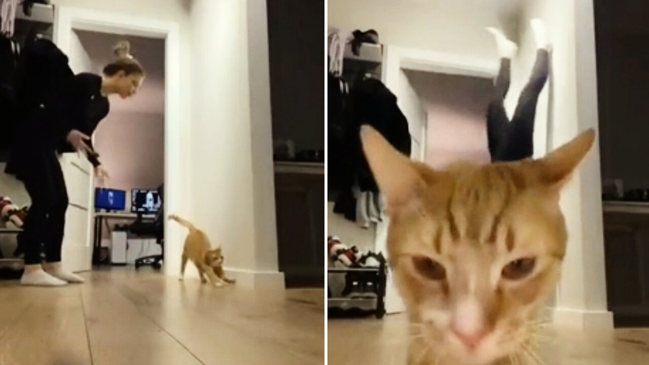 A woman trying to record a video interrupted by the cat then watch the video