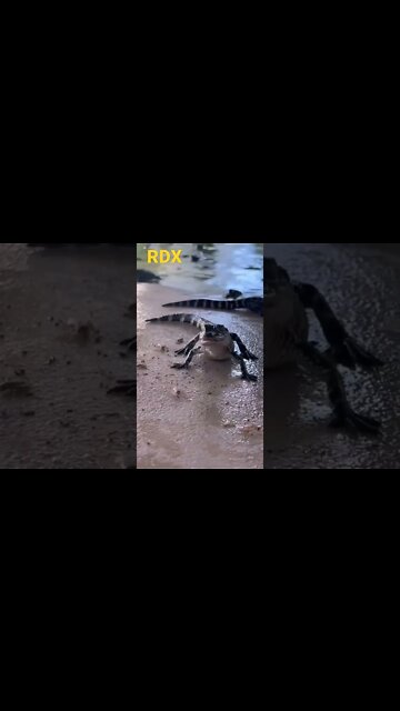 Worldwide Entertainment RDX Gladiator Babies #shorts