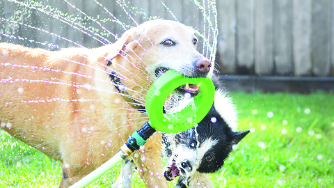 Dog "helps" owner water the lawn