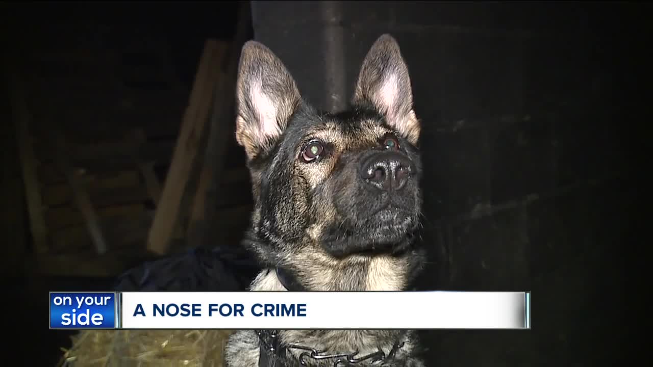 K-9s, some of them rescues, help keep Ohioans safe from arson, explosives