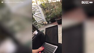 Ce chien attend son maître d'une drôle de façon