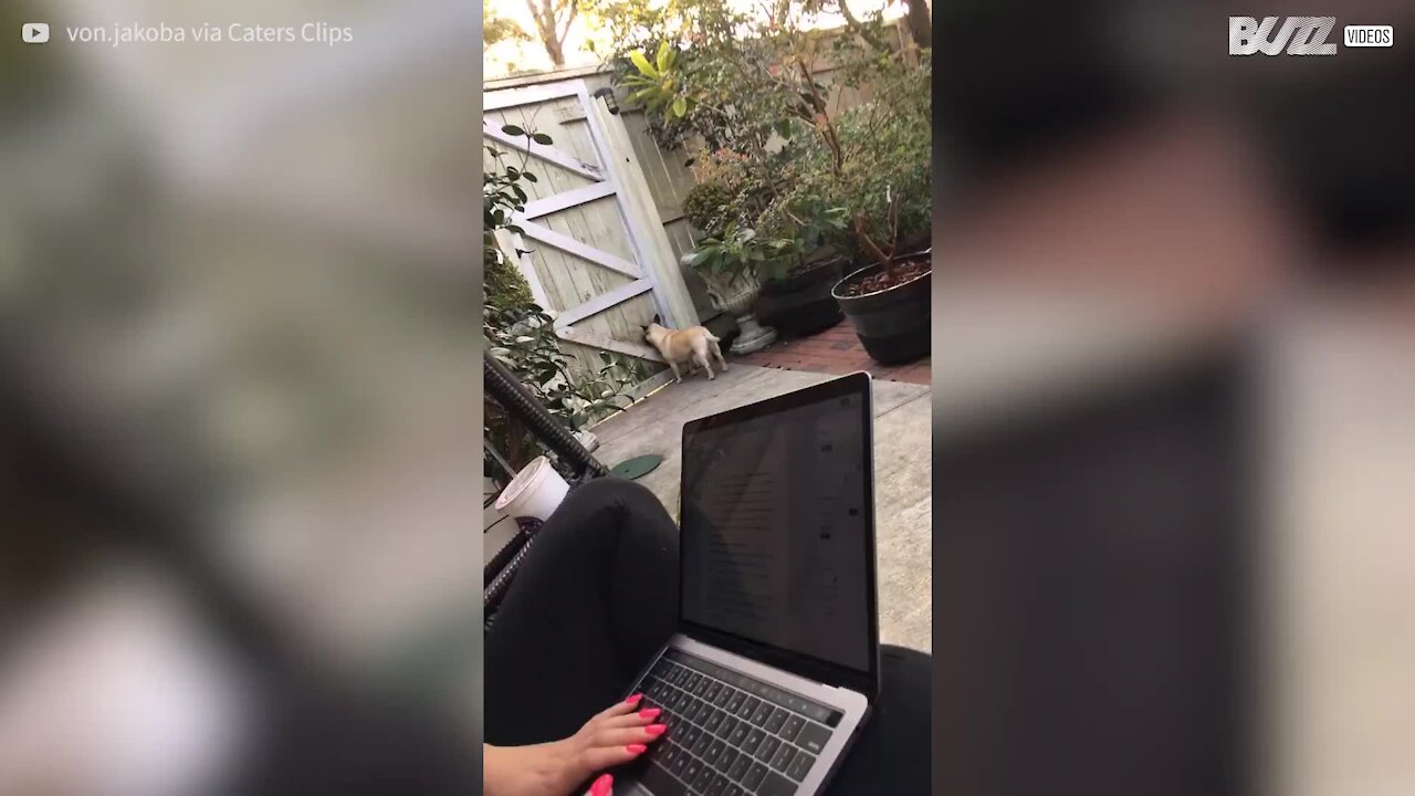 Ce chien attend son maître d'une drôle de façon