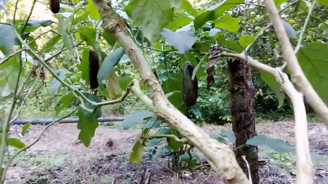 Tanaman Terong Yang Menggunakan Gandasil B | #belajarberkebun