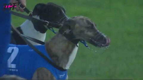 Greyhound dog racing - Track race 480m