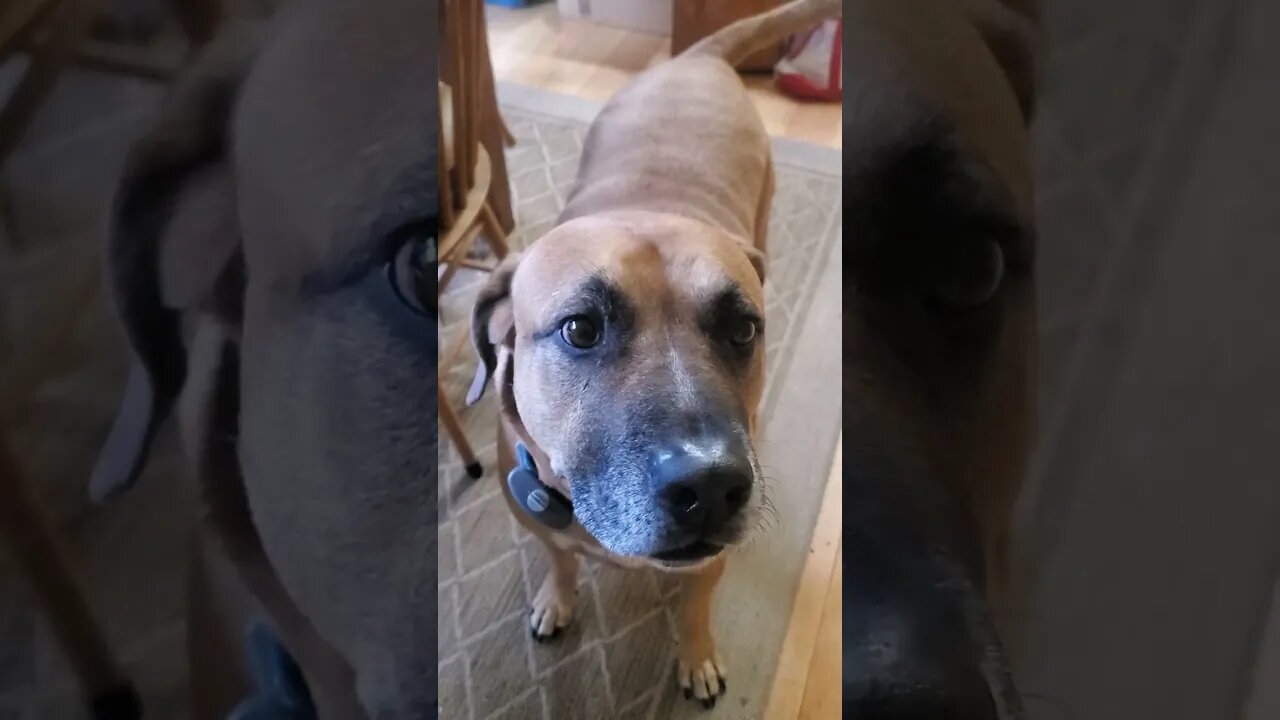 doggo wants a treat!