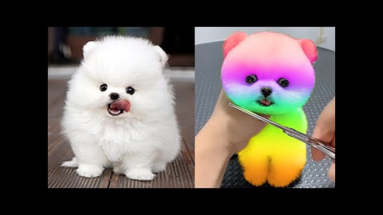 Funny and Cute Pomeranian Videos #4 | Cutest Puppies