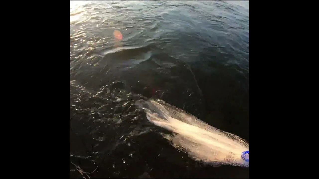 Cast net fishing in the river