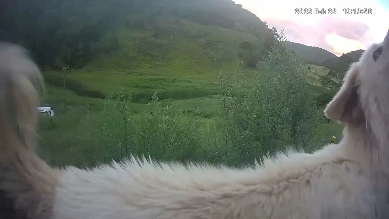Maremma spots something wrong. Gives an idea of their protective nature