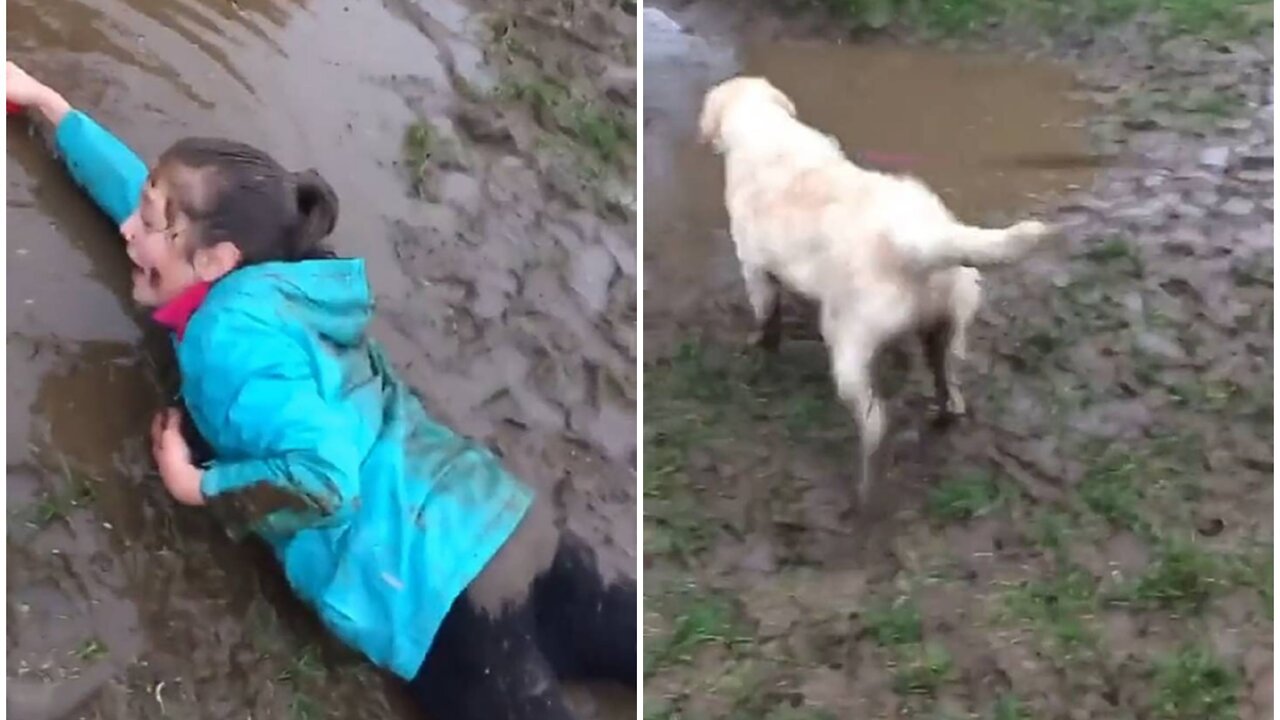 Charming dog pull his owner in mud pond