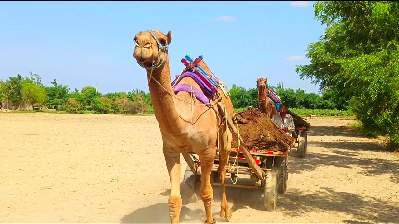 Camel pull big loaded cart