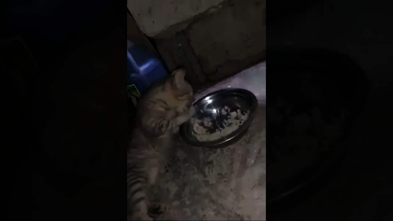 cat eating rice,|cat funny eating,funny videos,|bengal cat,#short#youtube shot|cat eating rice🤣🤣