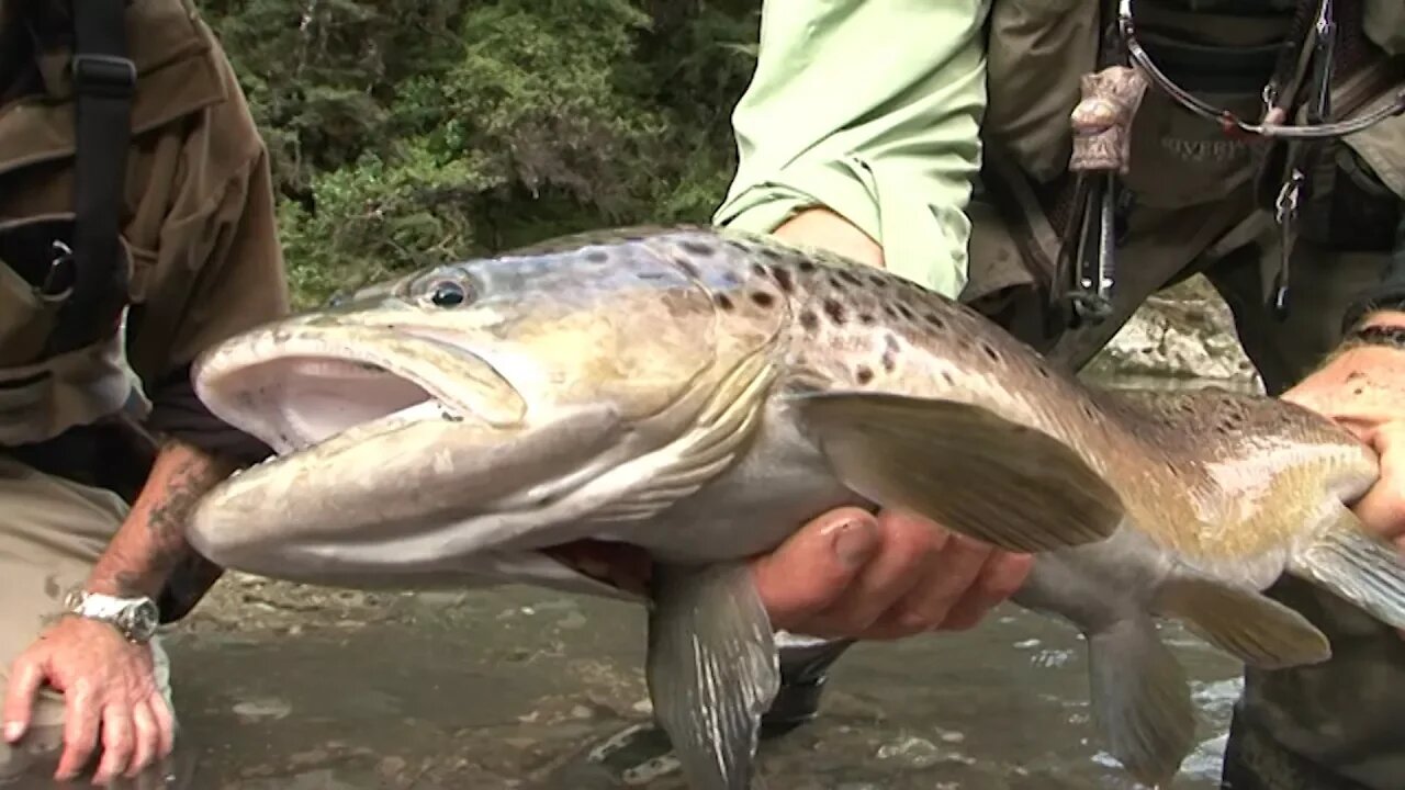 1080 poisoned trout risk much greater than first declared says researcher