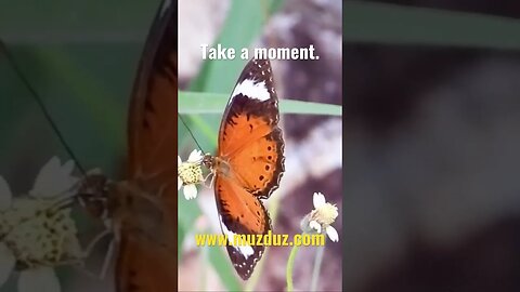 Rest #shorts #rest #butterfly #beauty