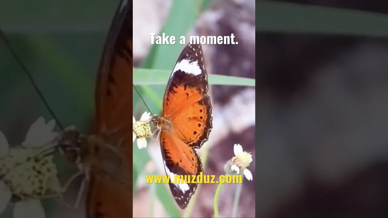 Rest #shorts #rest #butterfly #beauty