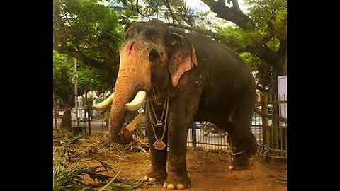 kerala elephant